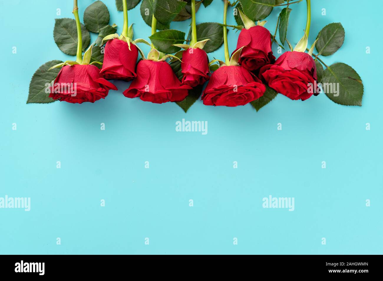 Top view of red roses on blue background. Copy space Stock Photo - Alamy