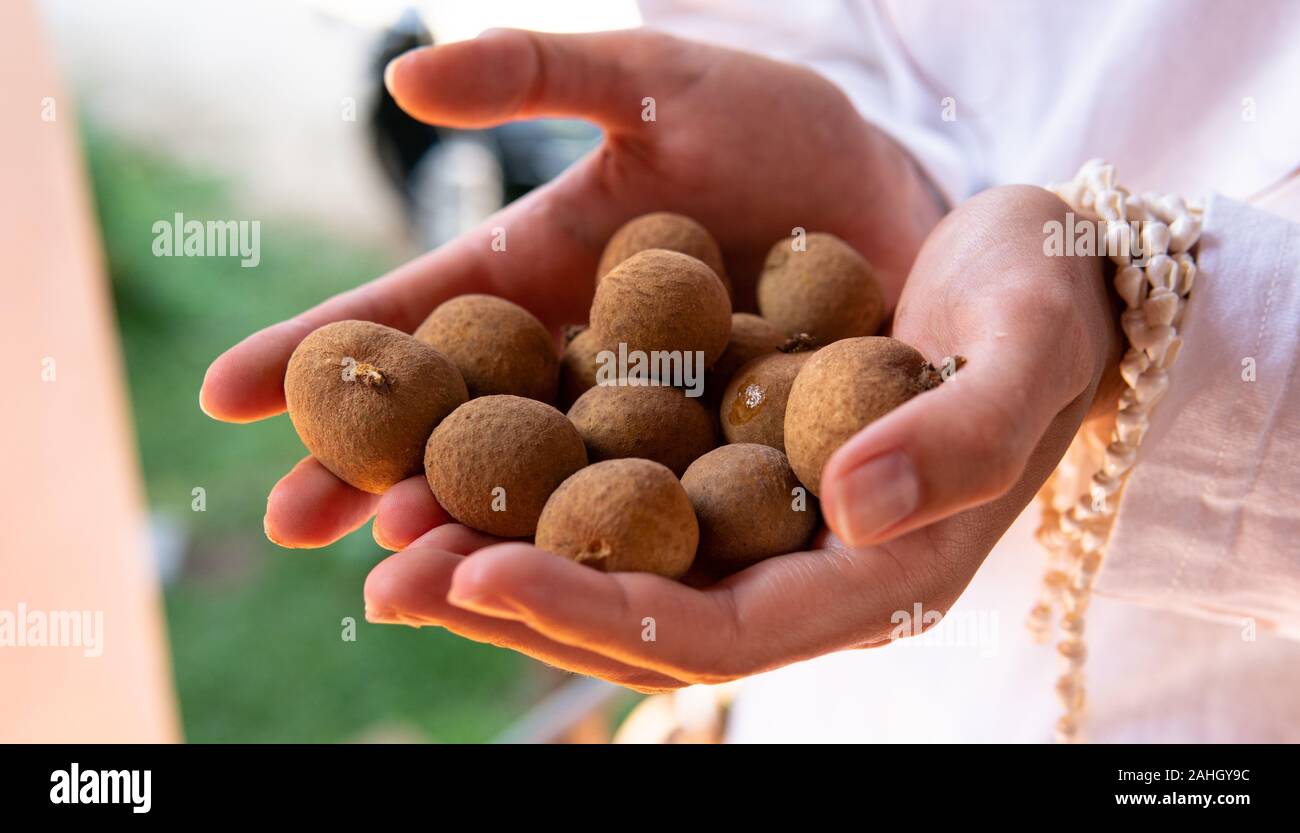 Can Dogs Eat Dragon Eye Fruit