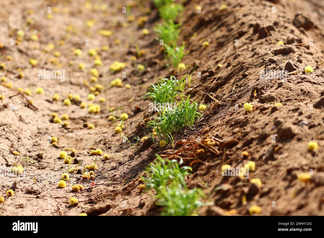 Small green fennel plant growing from soil pile.Fennel Bulb in garden