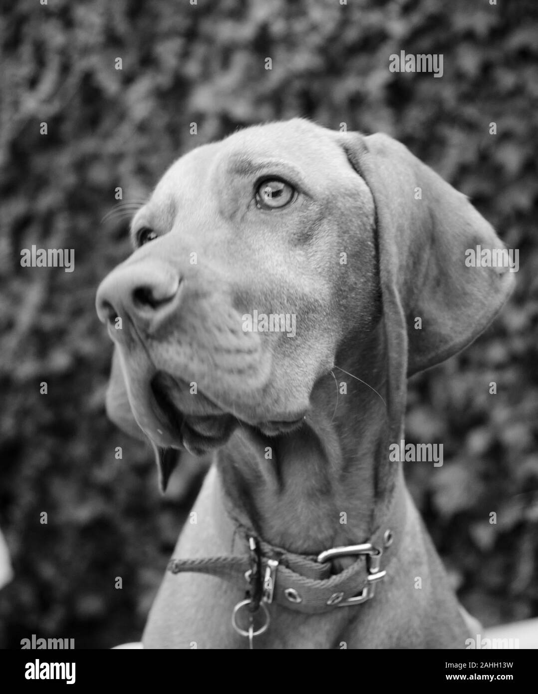 portrait of a brown puppy little dog magyar vizsla looking up Stock Photo