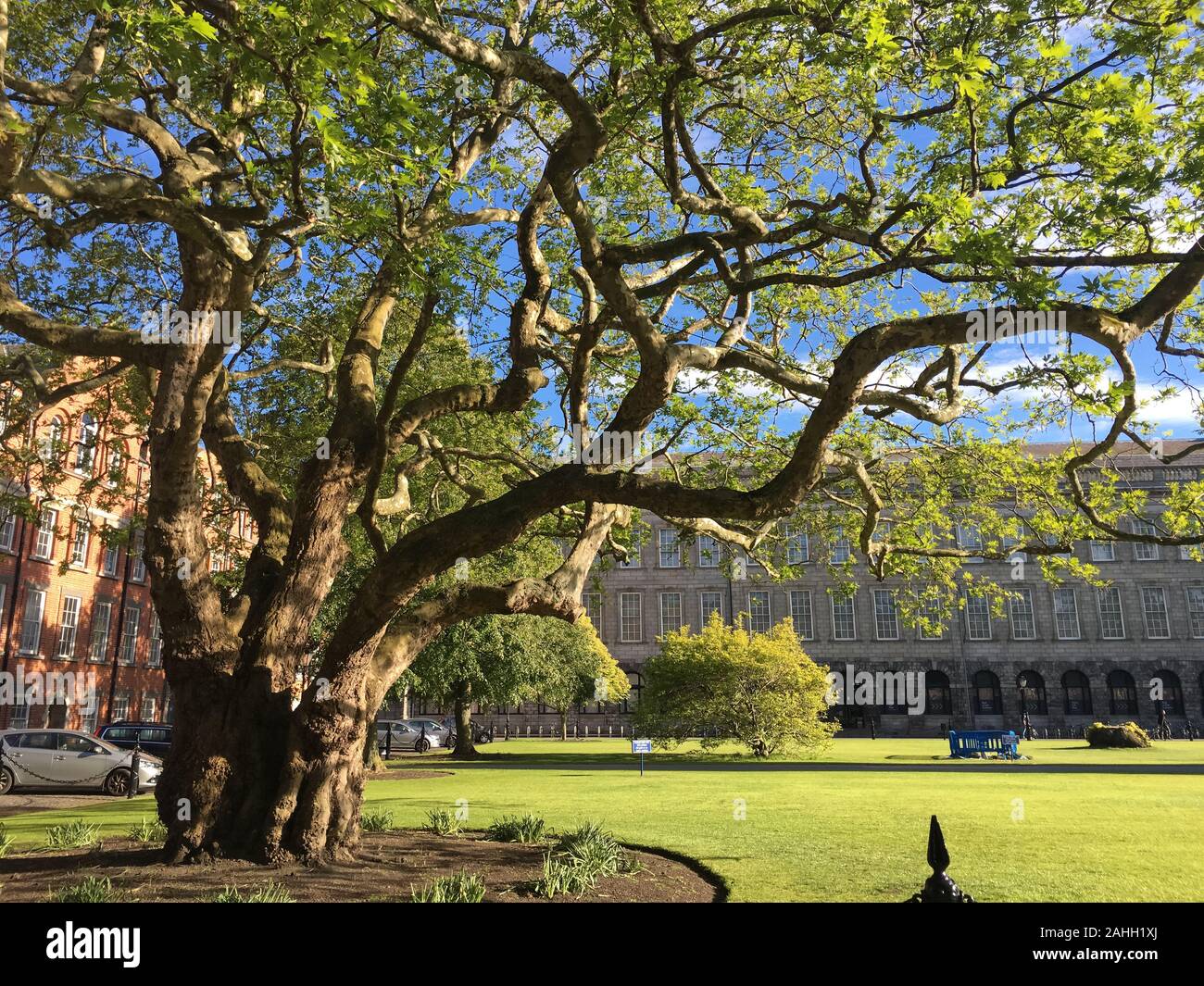Ancient Tree with soft sunlight grows on the grounds at Trinity College