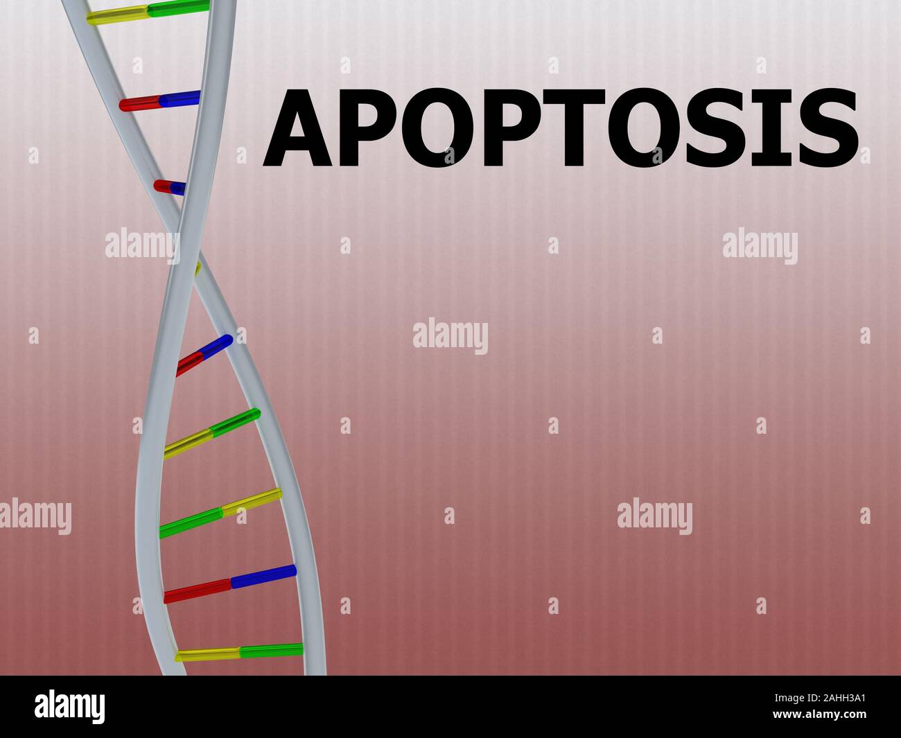 3D illustration of APOPTOSIS script with DNA double helix , isolated on red gradient. Stock Photo