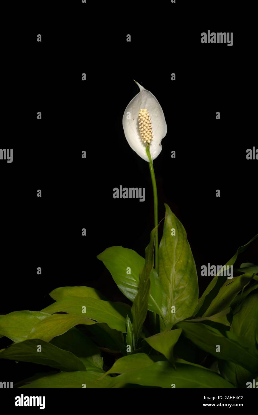 Portrait of a peace lily plant in bloom on a black background Stock Photo
