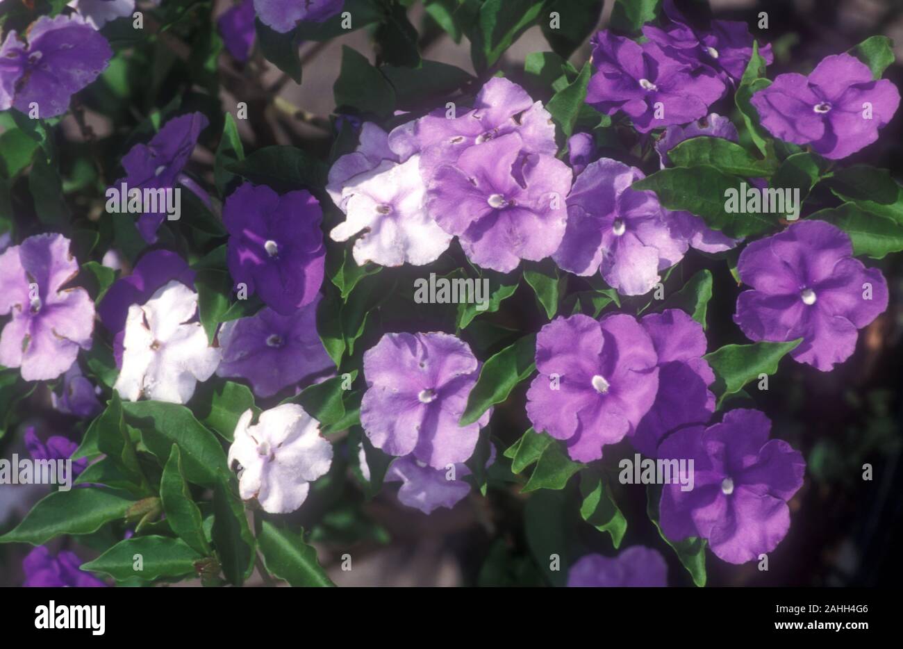 CLOSE-UP OF THE TRICOLOURED BLOOMS OF BRUNFELSIA AUSTRALIS, A DROUGHT RESISTANT PLANT. Stock Photo