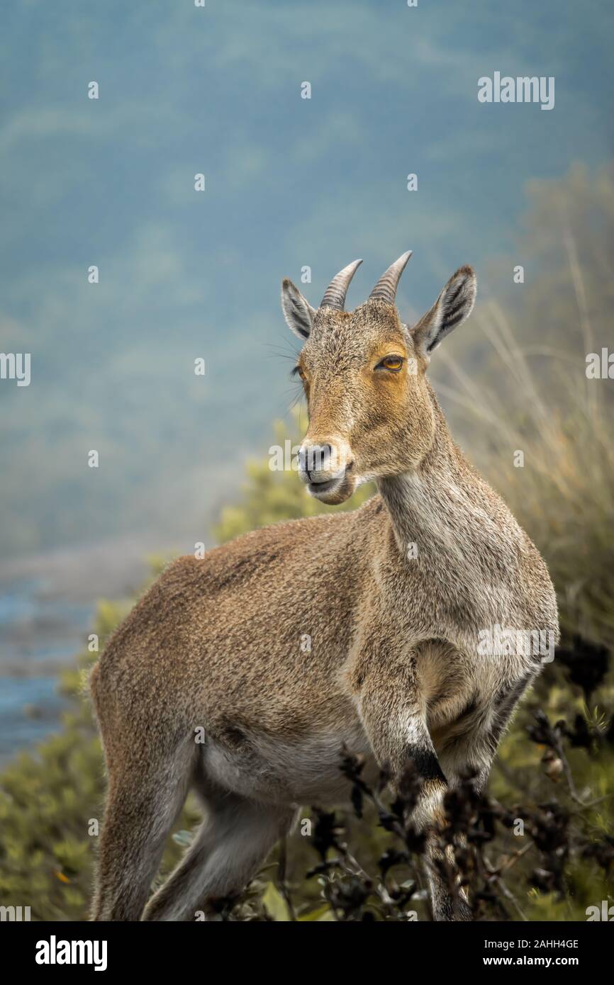 mountain-goat-indian-ibex-on-the-hills-of-munnar-in-kerala-stock-photo-alamy