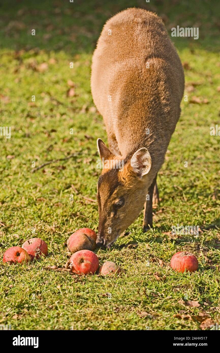 MUNTJAC DEER (Muntiacus reevesi). Female attracted by fallen apples
