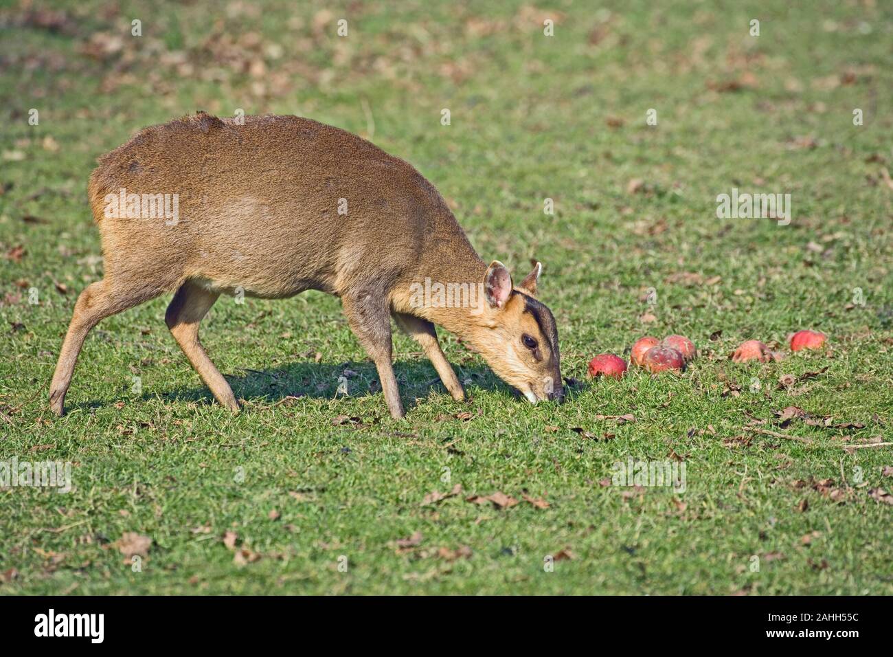MUNTJAC DEER (Muntiacus reevesi). Female attracted by fallen apples