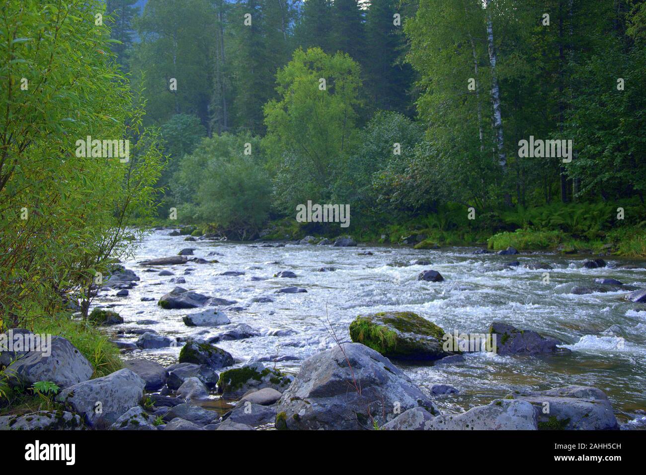 Nice stream flowing through forest hi-res stock photography and images ...