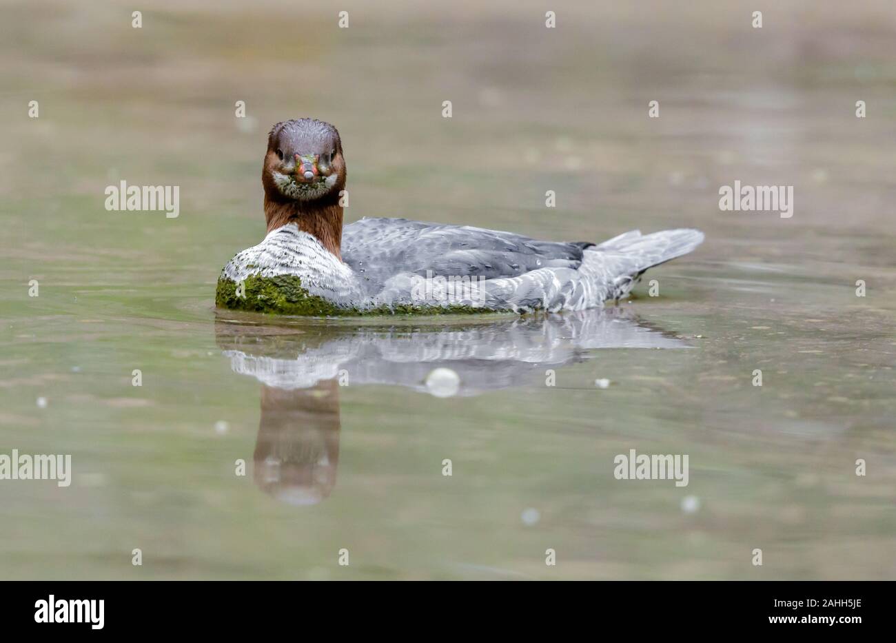 Common Merganser female or immature male wading. Stock Photo