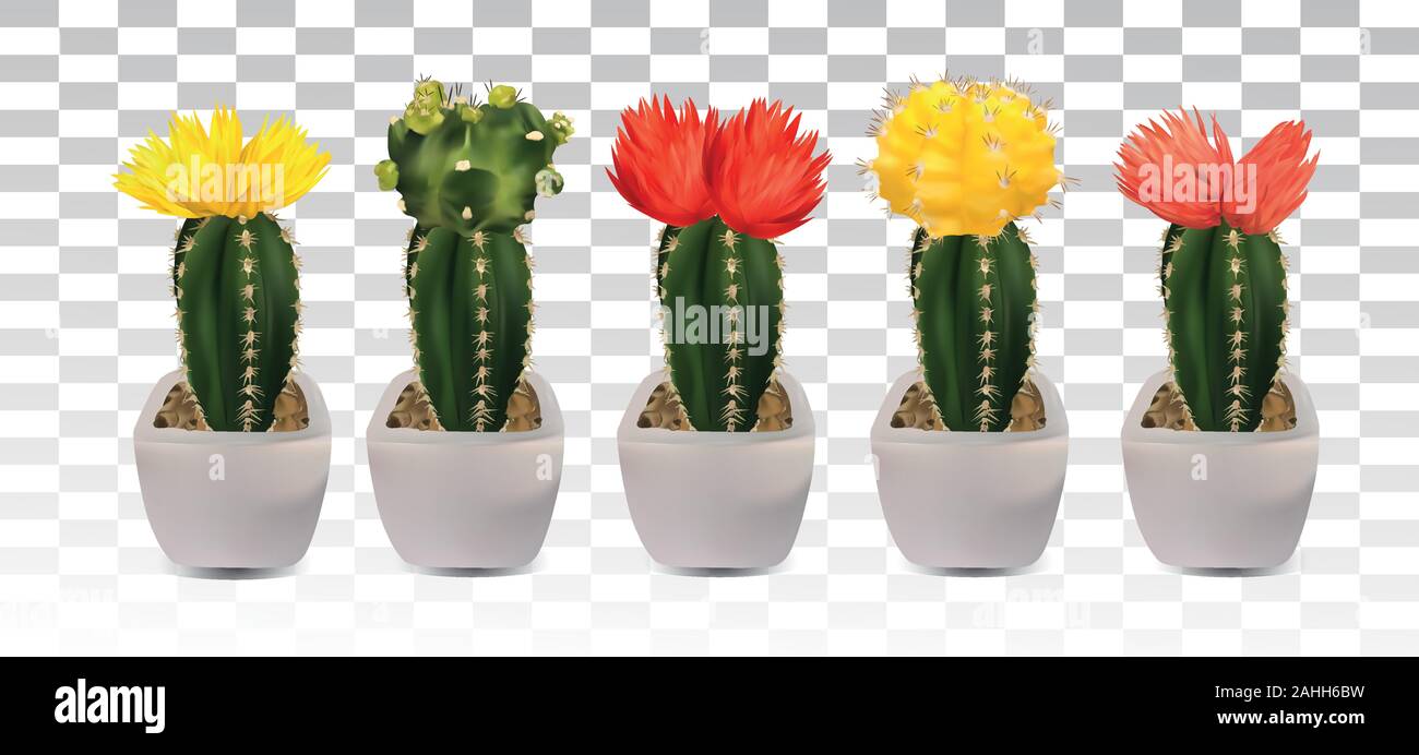 Collection 3d realistic cactus with yellow, red, pink flower ...