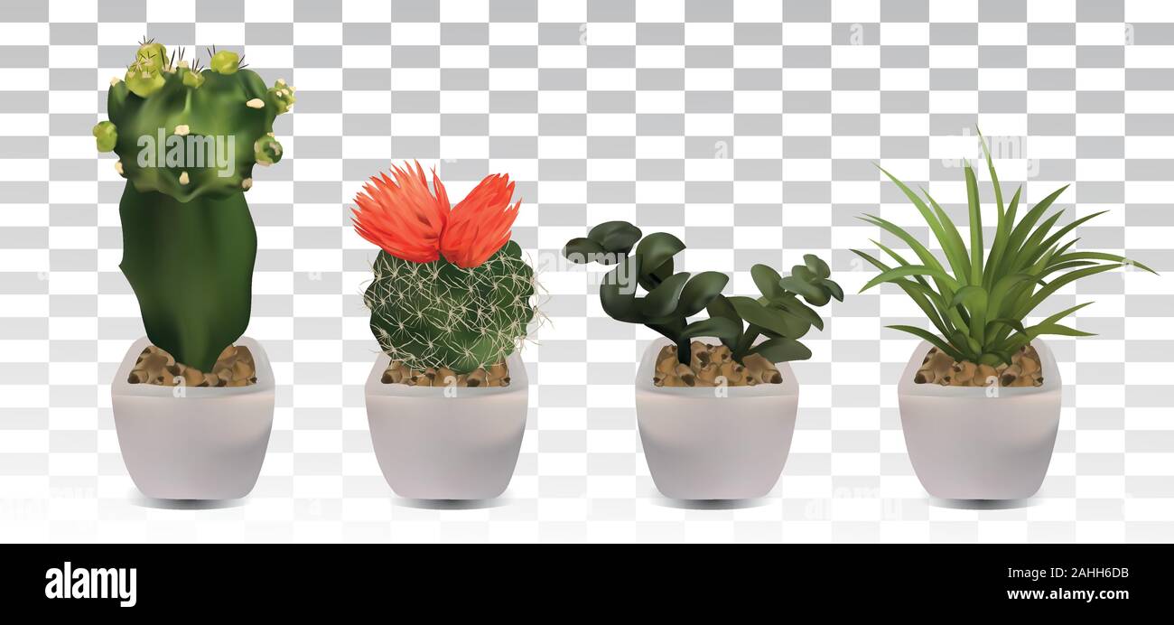 Collection 3d realistic cactus with room flower. Decorative flowers on ...