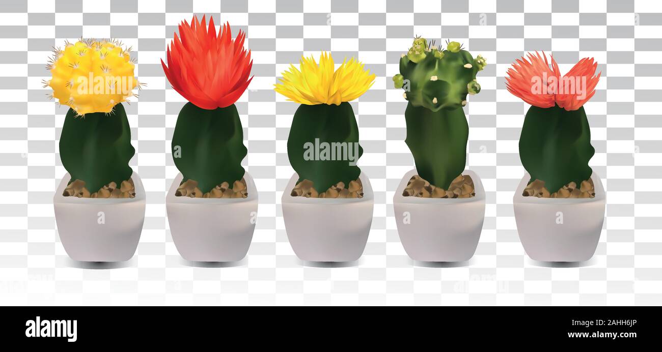 Collection 3d realistic cactus with yellow, red, pink flower ...