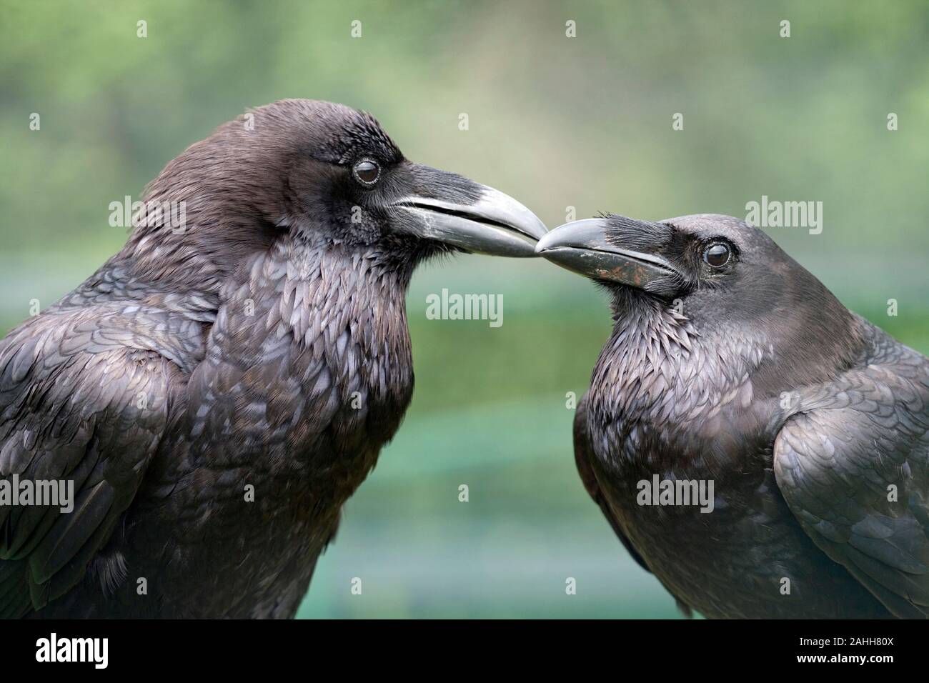 RAVEN pair (Corvus corax). Bill length, tender, affectionate, touch, between a true pair. Sexually monomorphic, plumage. Tower of London. UK. Stock Photo