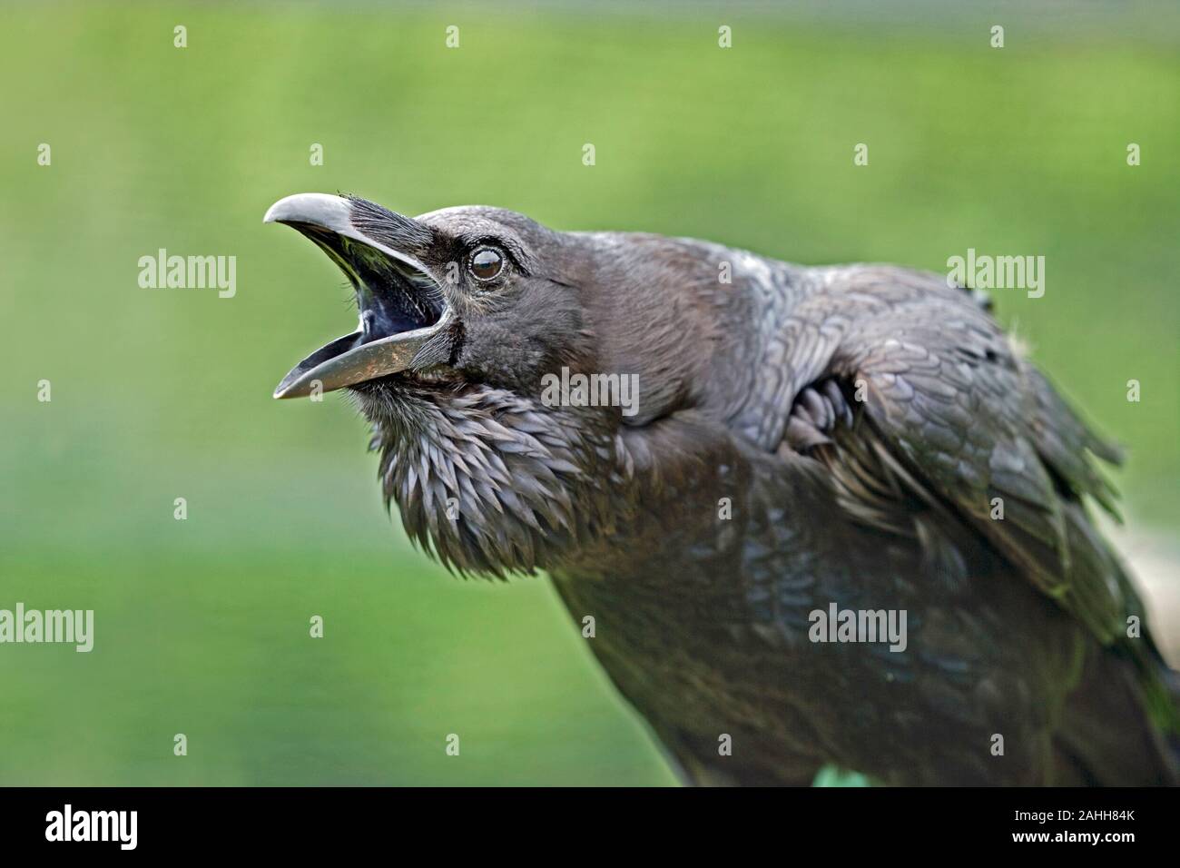 RAVEN (Corvus corax) calling or croaking. HEAD DETAIL, WITH MANDIBLES WIDE OPEN. TOWER OF LONDON. ENGLISH HISTORY. Stock Photo
