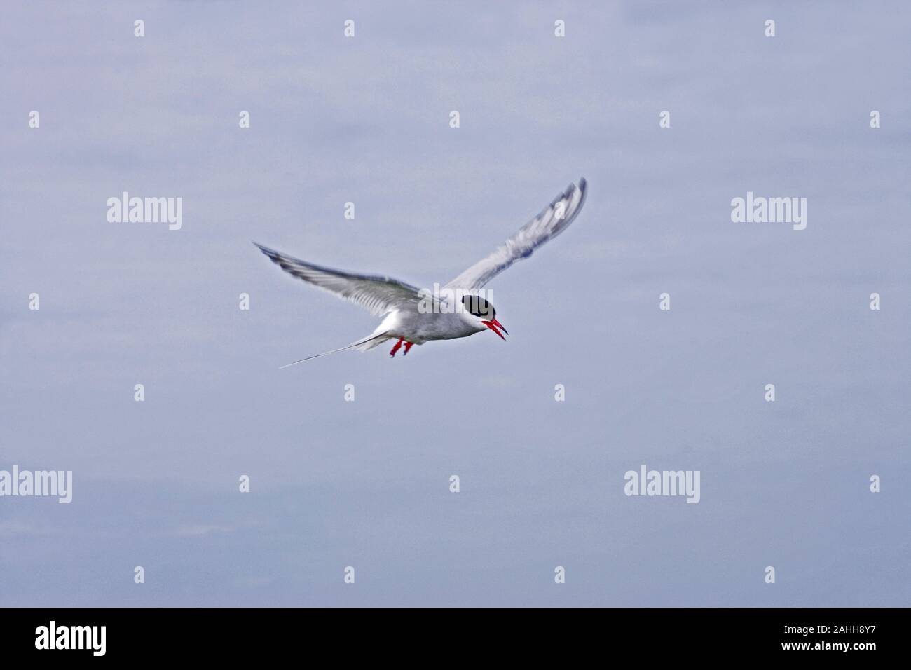 ARCTIC TERN (Sterna paradisaea). Hovering flight. Farne Islands, Northumberland, England. North Sea. Summer. Stock Photo