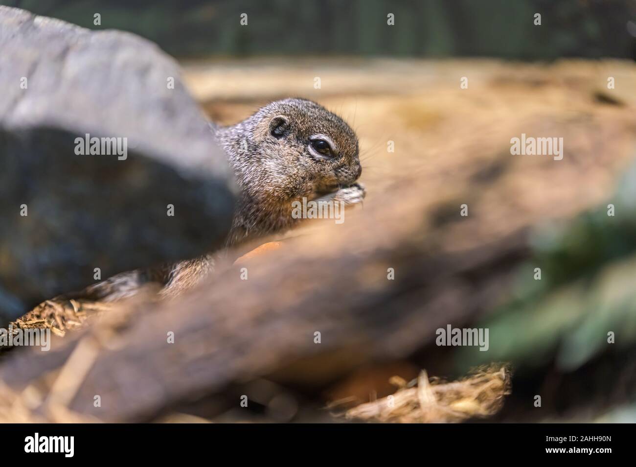 A tiny rodent enjoying a quick snack while hiding behind a rock and a branch Stock Photo