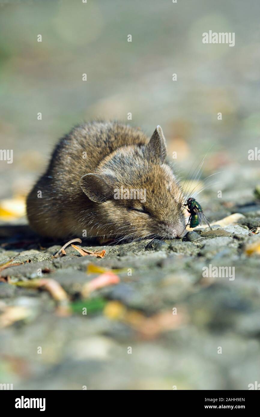 Dead pests hires stock photography and images Alamy