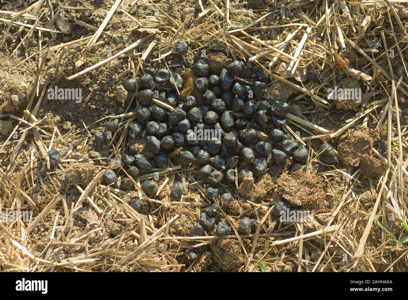 RED DEER (Cervus elaphus). Droppings or faecal pellets from a hind, left in a cereal harvested field. October, Norfolk. Stock Photo