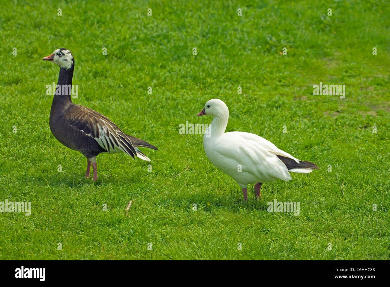 ROSS'S GOOSE (Anser rossi) Rare 'blue' phase left. Goslings may be white or 'blue' but usually both moult out to assume white plumage once  adult. Stock Photo