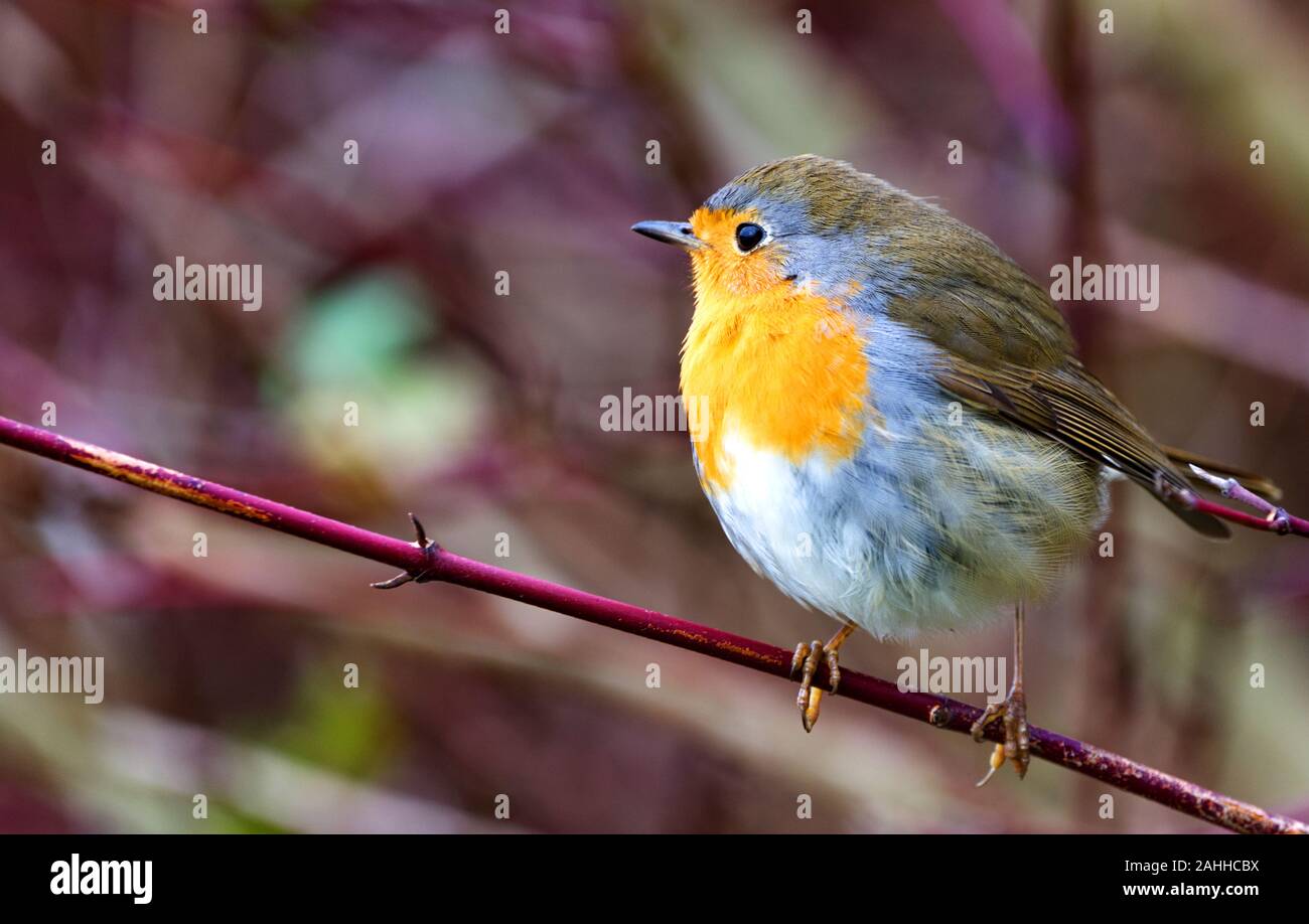 single robin sitting on a branch Stock Photo