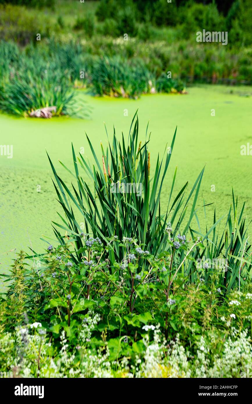 Tall grass pond hi-res stock photography and images - Alamy