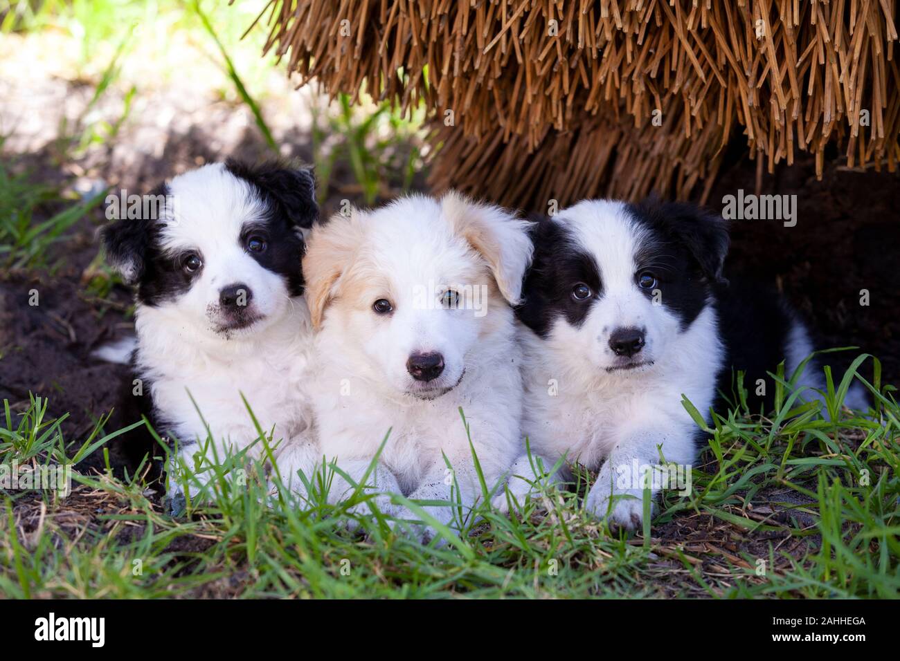 Three Border Collie puppies, two black and white and one red and white, looking cute in the grass. Stock Photo
