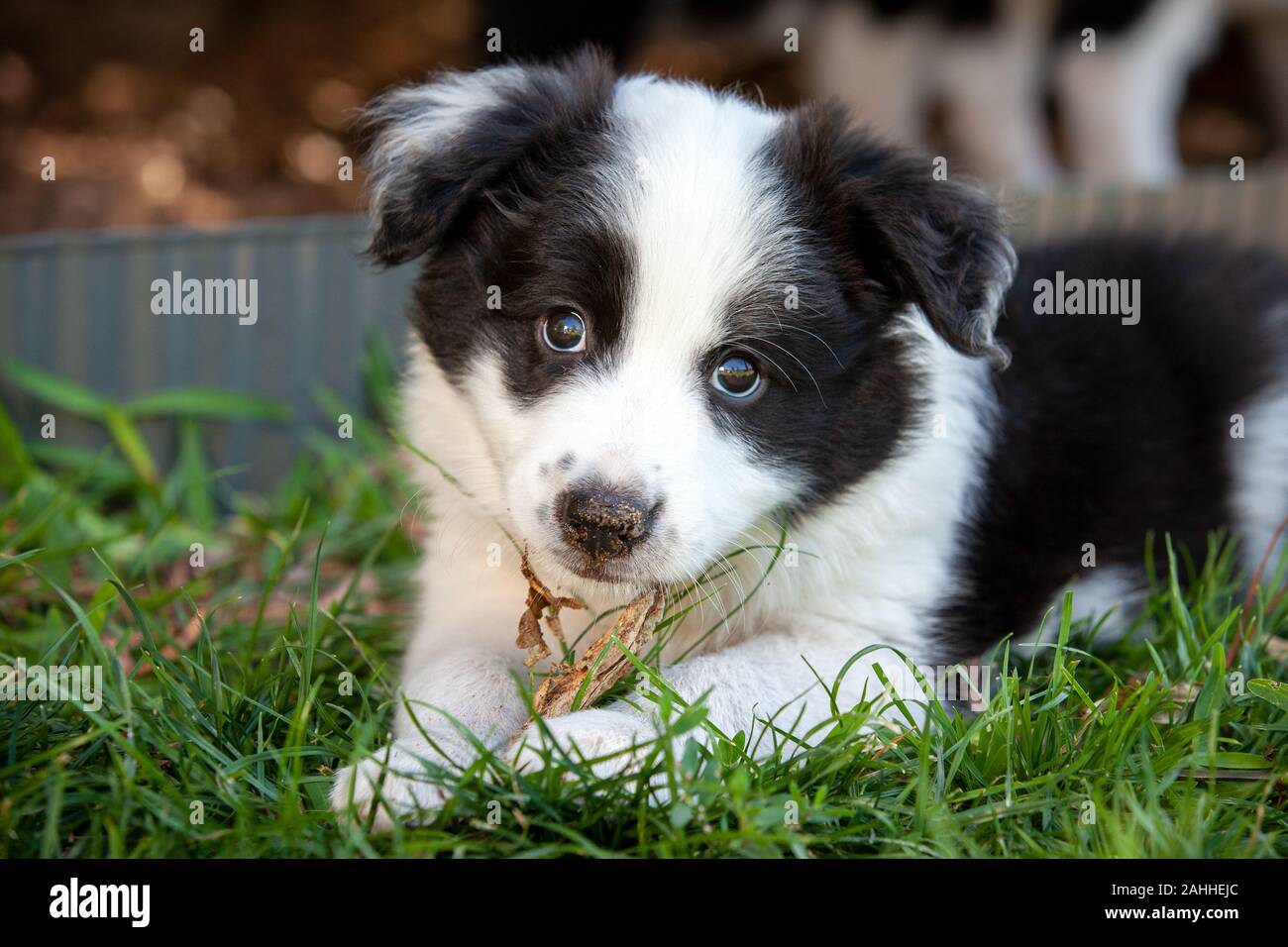 Cute black and white Border Collie puppy playing. Stock Photo