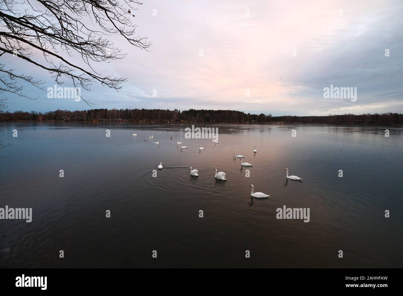 Plothen, Germany. 30th Dec, 2019. Swans are sitting on the water of one of the Plothen ponds in the nature park Thüringer Schiefergebirge. Credit: Bodo Schackow/dpa-Zentralbild/dpa/Alamy Live News Stock Photo