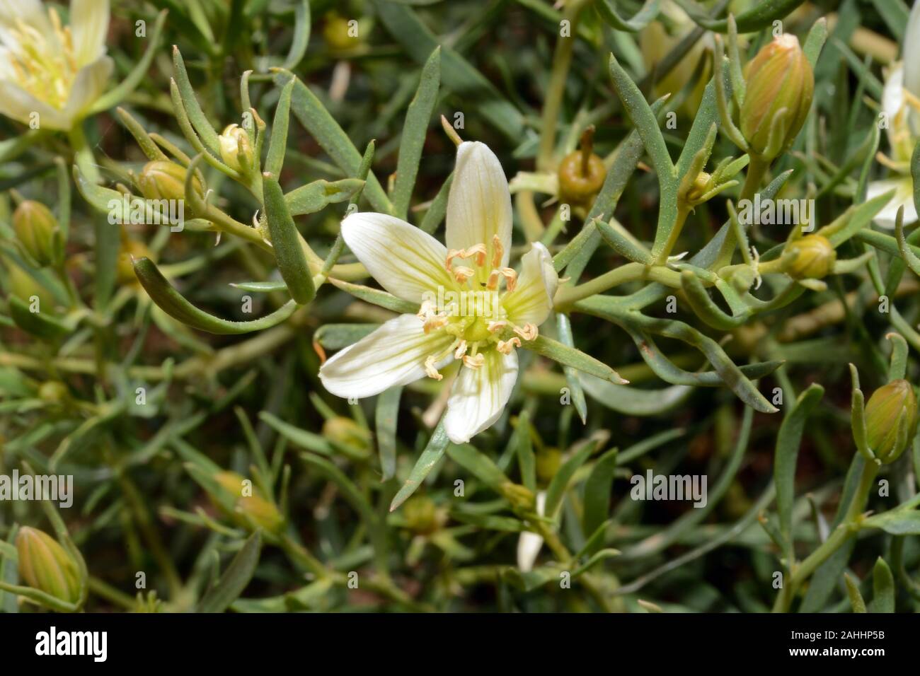 Peganum harmala (wild rue) is spread over much of Eurasia and North Africa usually growing in saline soils. Stock Photo