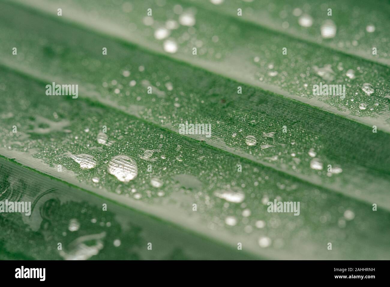 water drop on green leaf from dawn time Stock Photo - Alamy