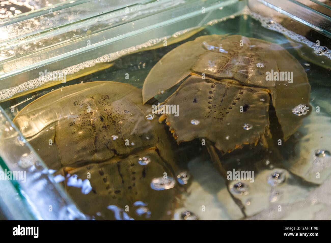 horseshoe crab still alive together in tank, for sell at market Stock