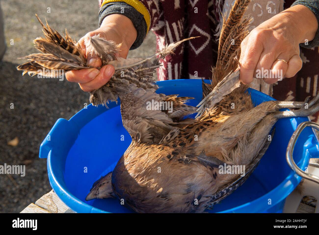 a close up of woman plucking a pheasant Stock Photo