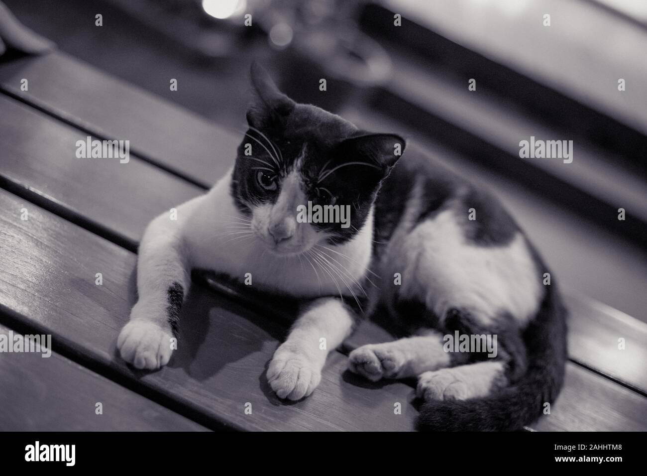 Black-white cat in black & white photography lying on the wooden floor ...