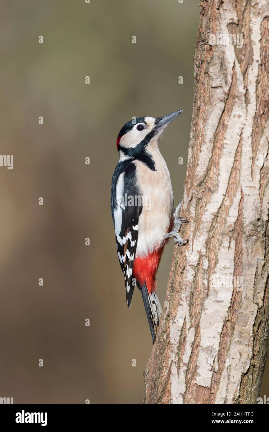 Buntspecht Maennchen, Dendrocopos major, Male Great spotted woodpecker Stock Photo