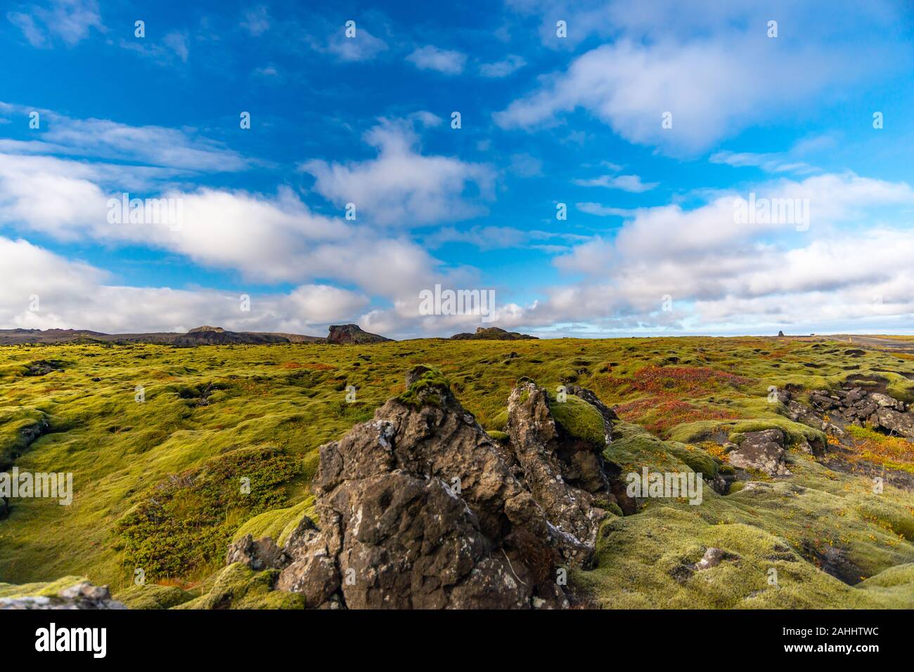 Moss carpet hi-res stock photography and images - Alamy