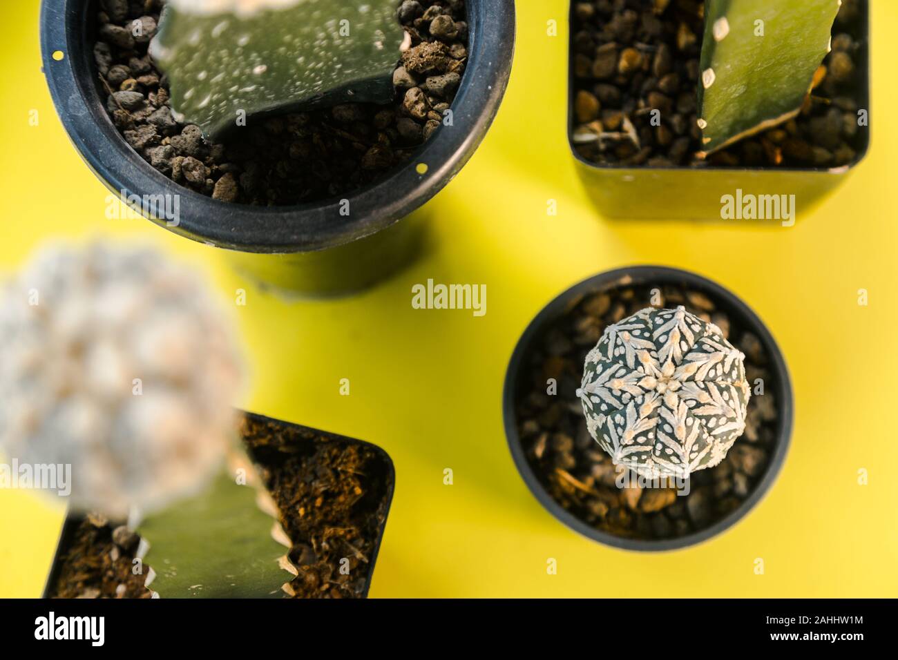 White V cactus in pot put on yellow scene with another type of cactus Stock Photo
