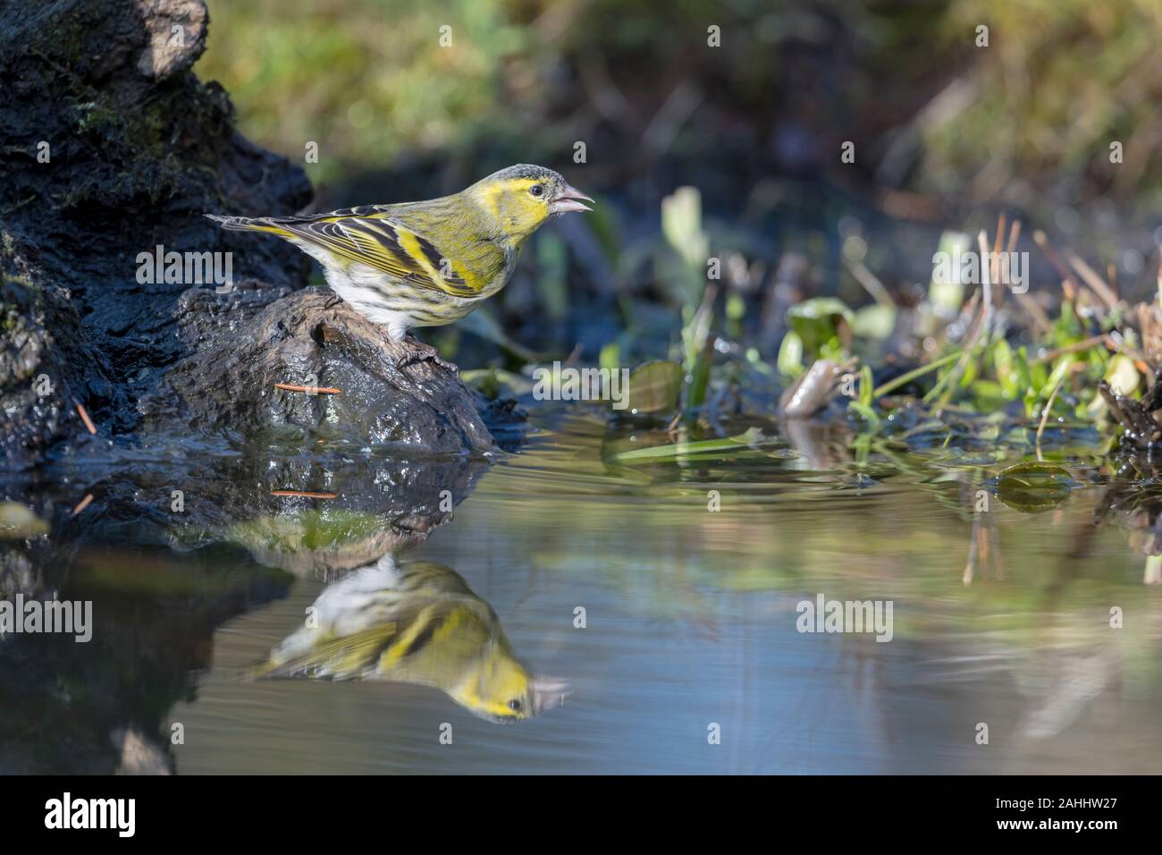 Erlenzeisig Weibchen, Spinus spinus, Female Eurasian siskin Stock Photo