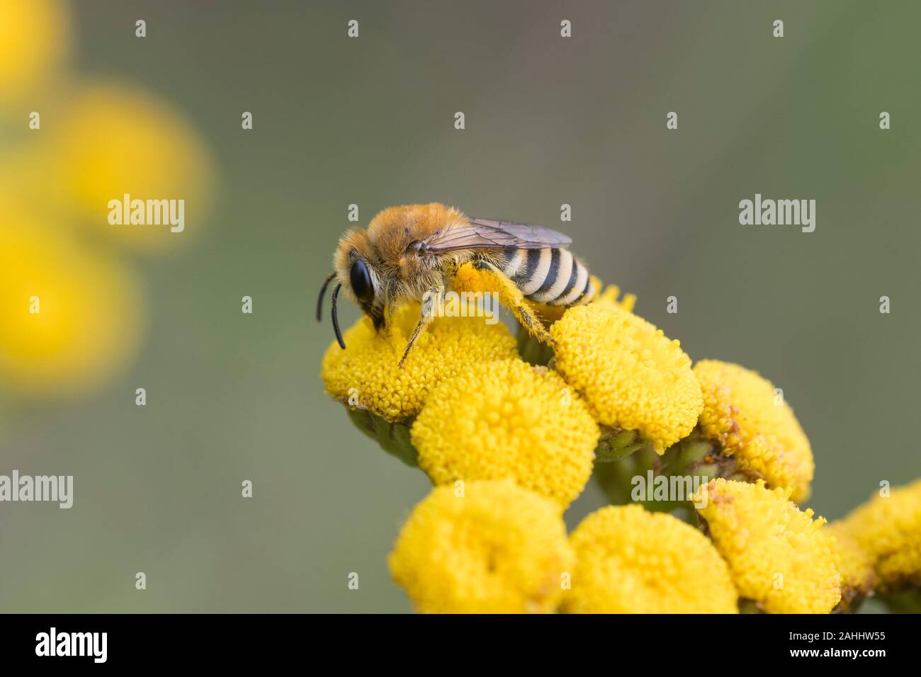 Gemeine Seidenbiene, Colletes daviesanus, Plasterer bee Stock Photo