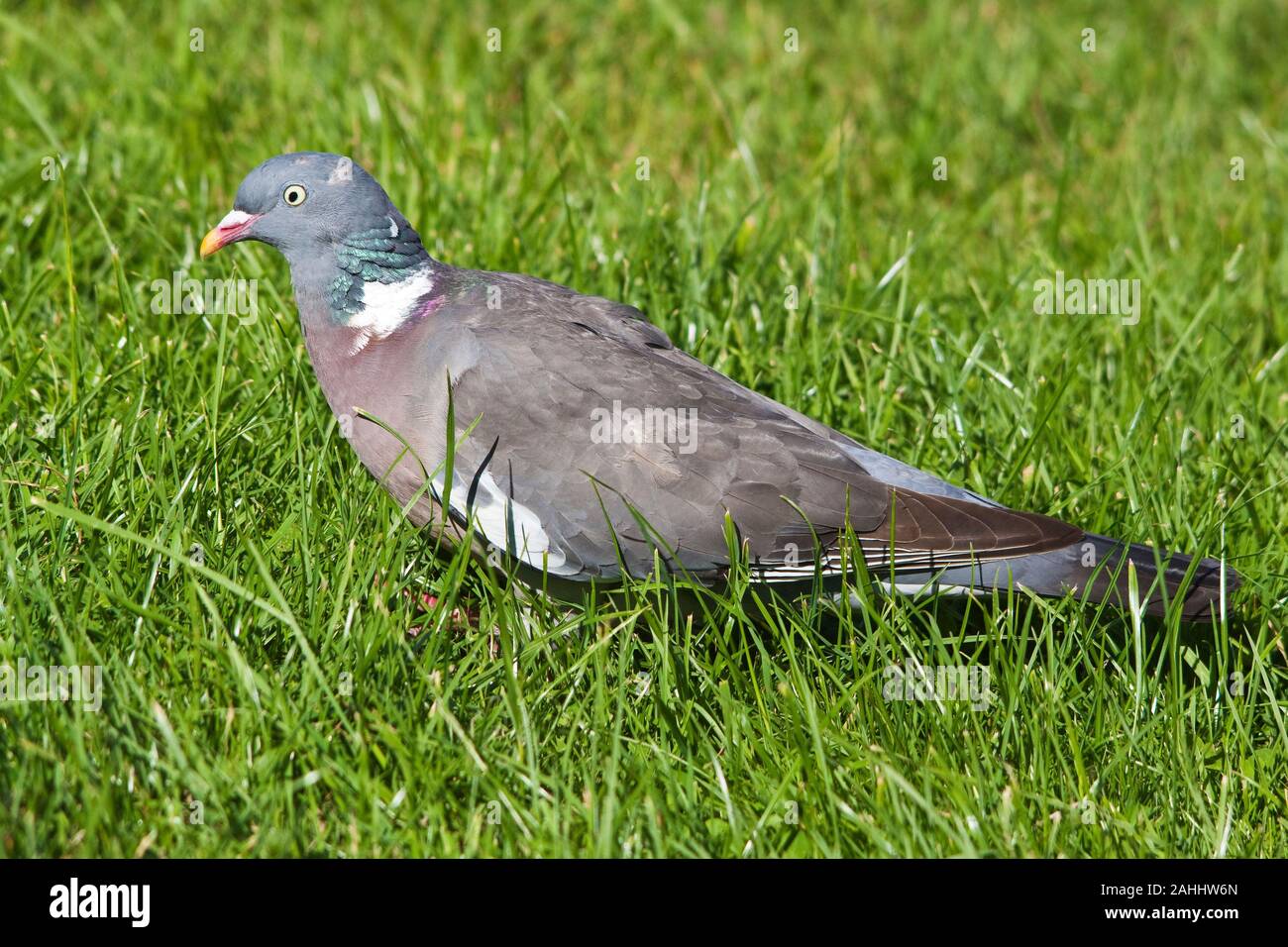 A wood pigeon on grass Stock Photo Alamy