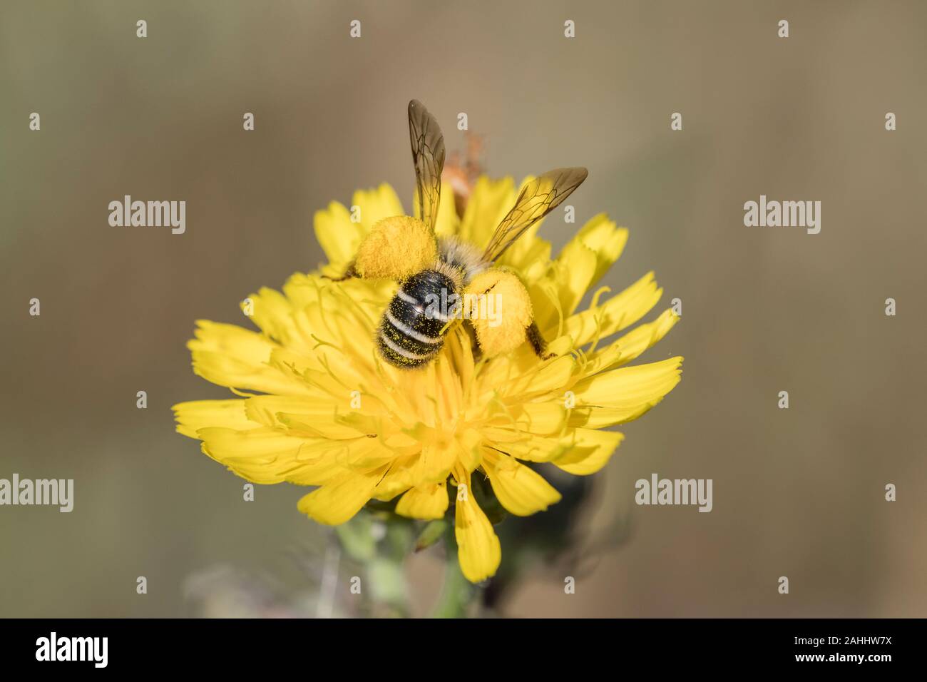 Hosenbiene Weibchen, Dasypoda hirtipes, Female Pantalon bee Stock Photo