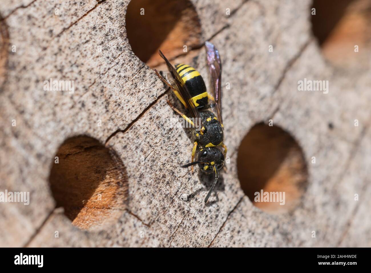 Mauer Lehmwespe, Ancistrocerus nigricornis, mason wasp Stock Photo