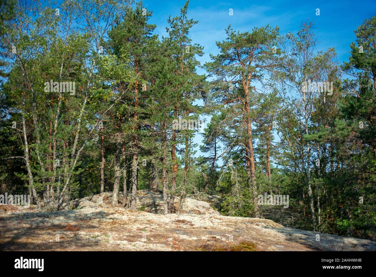 Wild nature forest near Jungfrudansen stone labyrinth in Finby near Nagu Archipelago trail Finland Southwest Finland Turku archipelago. Nature walk to Stock Photo