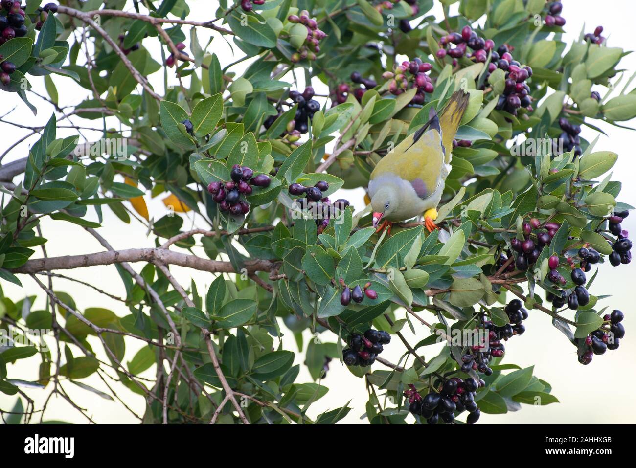 An African Green Pigeon - Treron calvus - sits in a waterberry tree - Syzgium cordatum - laden with ripe berries Stock Photo