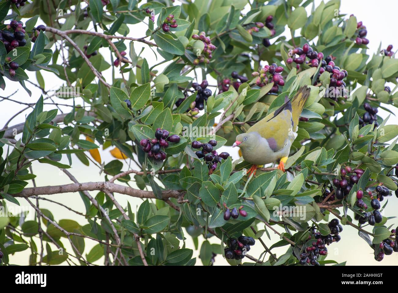 An African Green Pigeon - Treron calvus - sits in a waterberry tree - Syzgium cordatum - laden with ripe berries Stock Photo