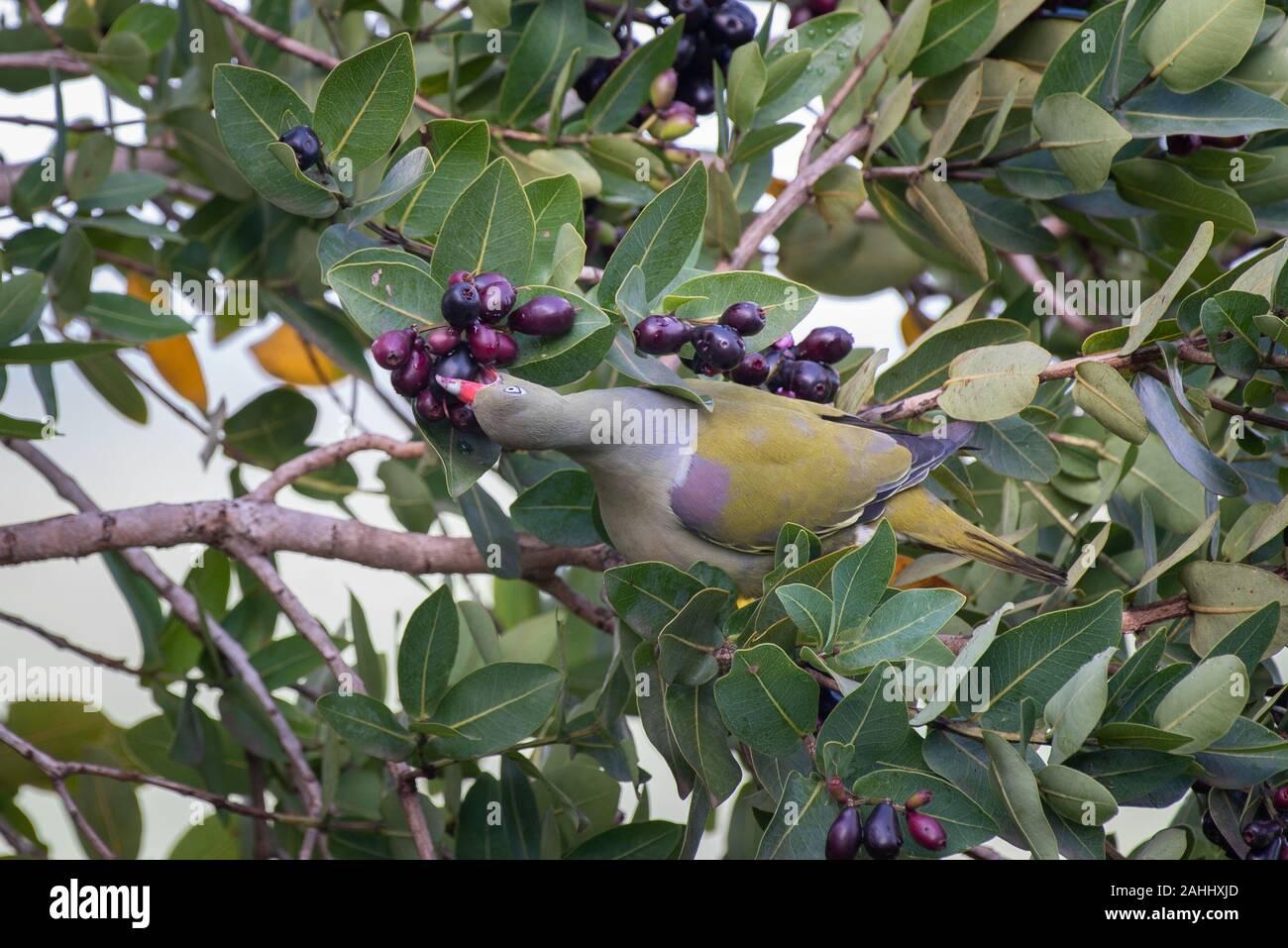 An African Green Pigeon - Treron calvus - feastes on berries in a waterberry tree - Syzgium cordatum - laden with ripe berries Stock Photo