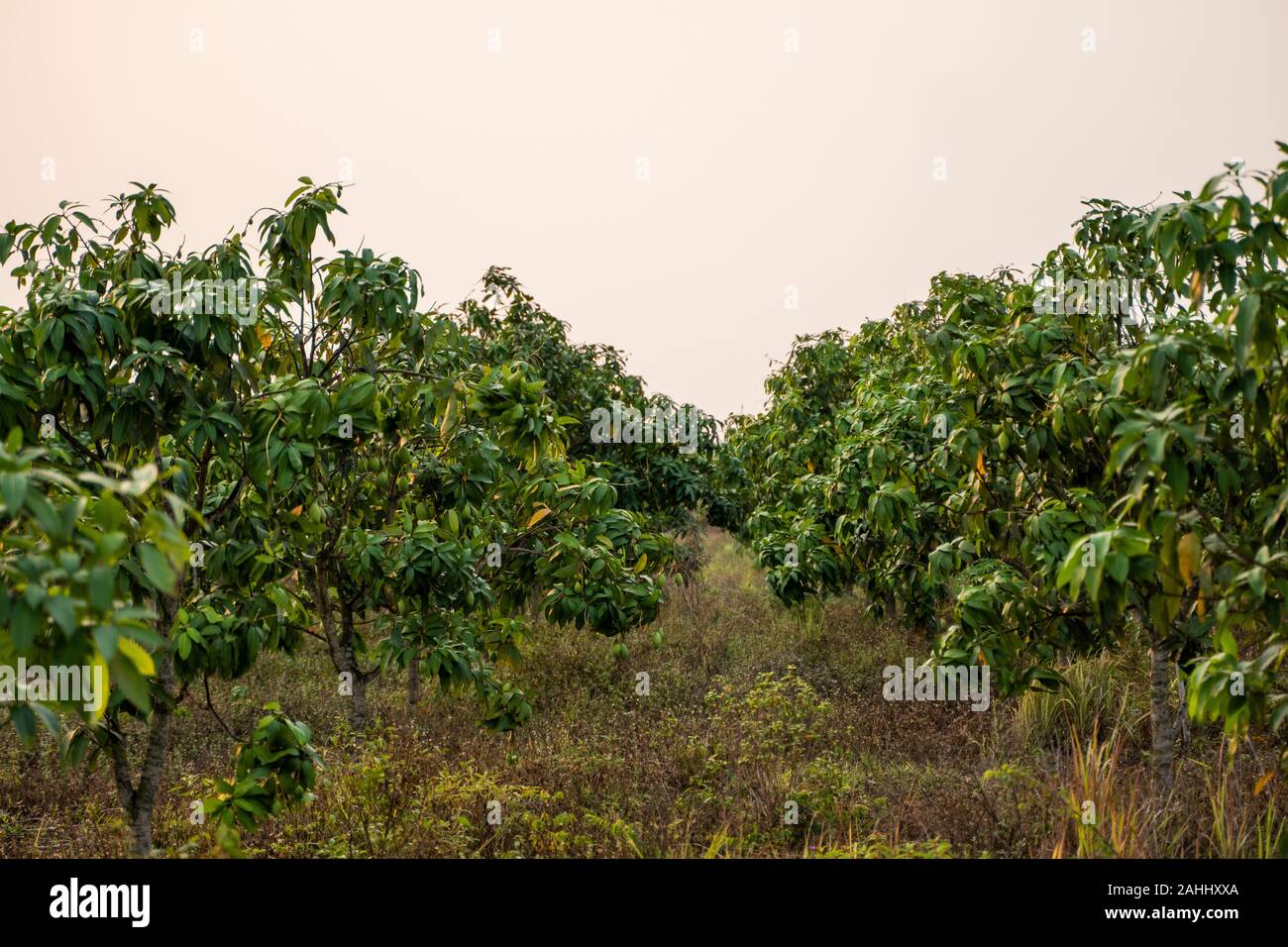 Green mangoes on the tree. Mango trees growing in a field in Asia