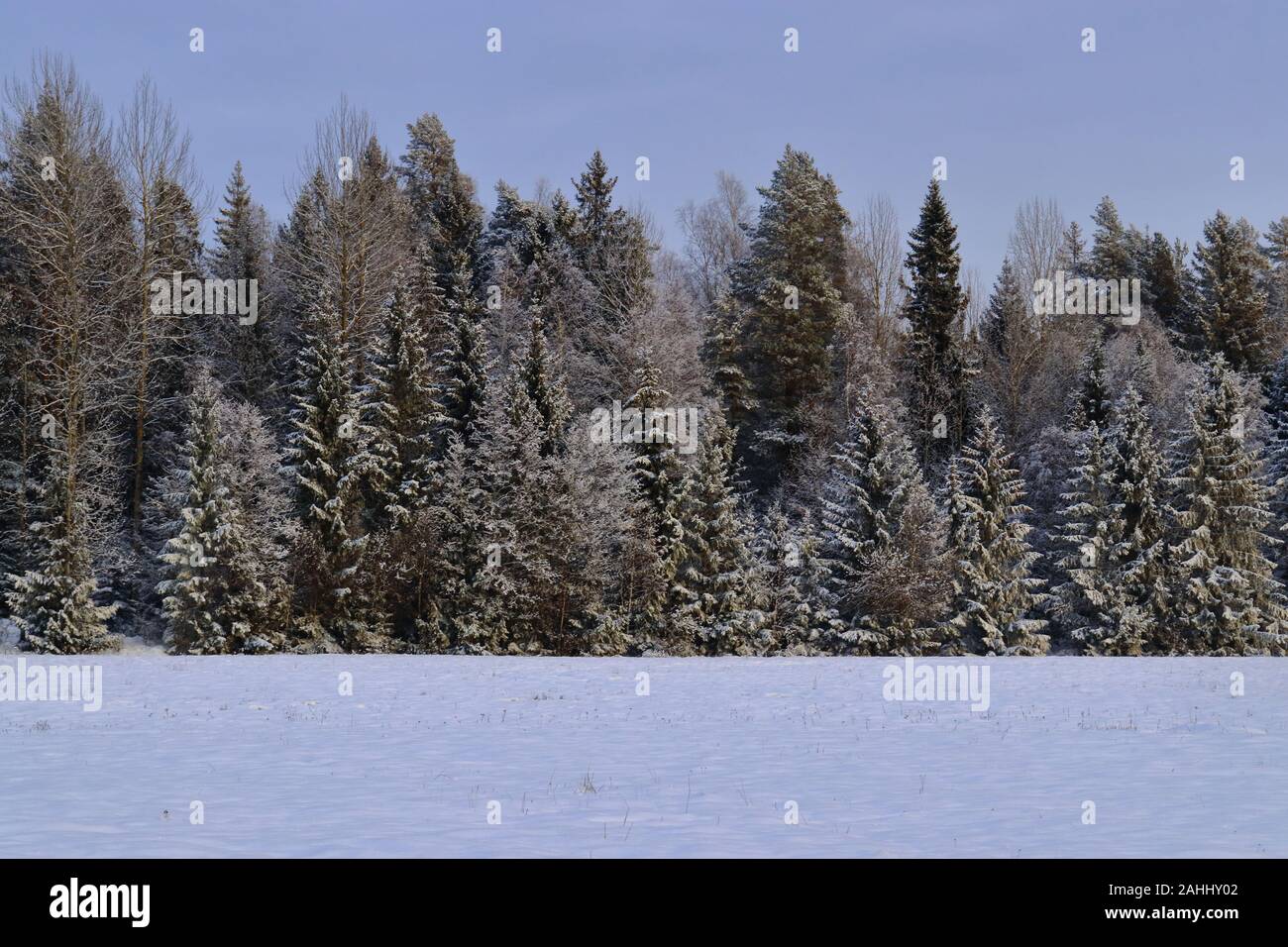Snow covered spruce forest. In foreground snow covered field. Stock Photo