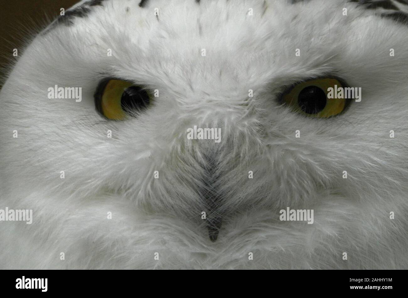 Typical owl hi-res stock photography and images - Alamy