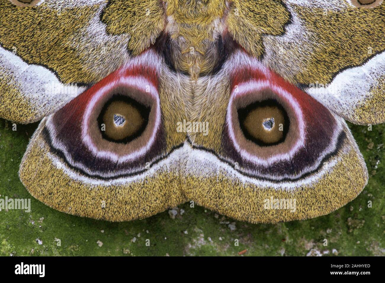 African Emperor Moth (Gonimbrasia zambesina) In full startle display showing false eysepots. Stock Photo