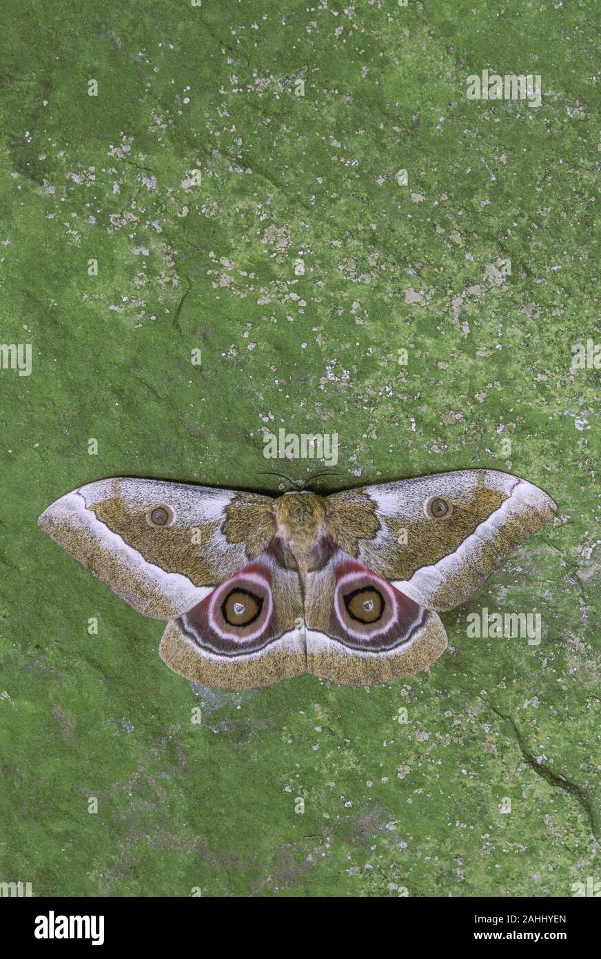 African moth hires stock photography and images Alamy